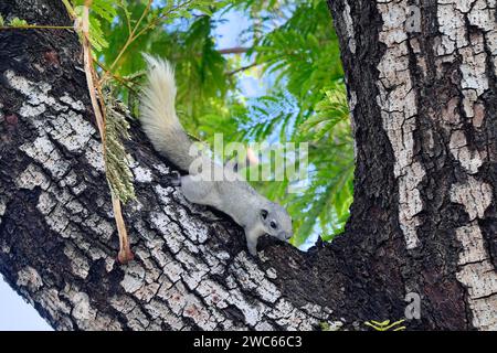 Grey Asian squirrel (Sciurus carolinensis) on a tree, Bangkok, Thailand Stock Photo