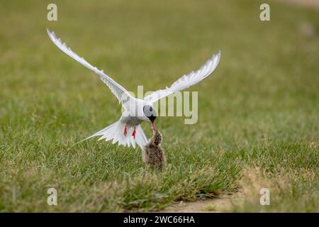 Arctic tern (Sterna paradisaea), feeding the chick in flight, Iceland Stock Photo