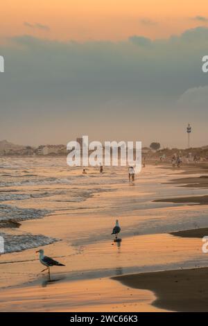 Two seagulls walking on a beach. people playing on the beach. Sunset. Hazy sky. Low clouds. Hot summer evening in Southern France. Stock Photo