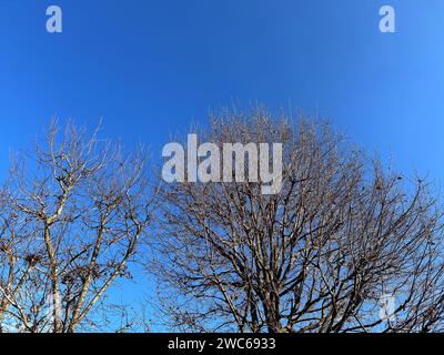 Leafless tree branches in winter on blue sky, copy space Stock Photo