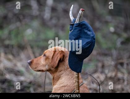 Fox Red Labrador posing on a shoot day Stock Photo
