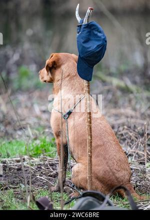 Fox Red Labrador posing on a shoot day Stock Photo