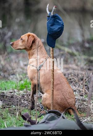 Fox Red Labrador posing on a shoot day Stock Photo