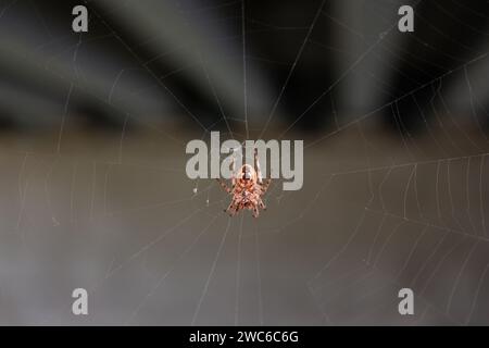 Spider in the web Stock Photo