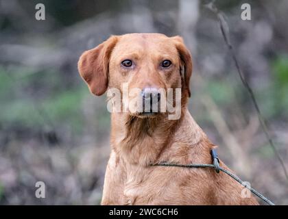 Fox Red Labrador posing on a shoot day Stock Photo