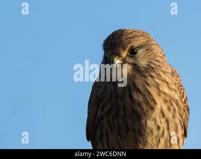 Close up of a wild female Kestrel (Falco tinnunculus) against a deep blue sky, Norfolk Stock Photo