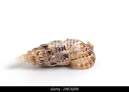 Clam shell on a white background Stock Photo