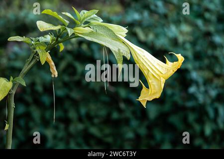 Blooming brugmansia, a genus of seven speciaes of flowering plants in the nightshade family Solanaceae, also known as angel's trumpets. Stock Photo