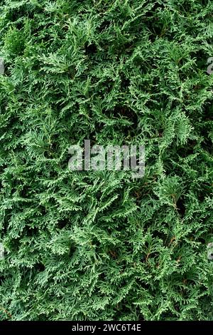 Green coniferous bush.Thuja hedge texture. American Arborvitae plant pattern. Evergreen Thuja occidentalis decorative fence. Stock Photo
