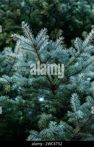 Spruce branch. Branches of a green spruce in the forest. A beautiful fir branch with needles. Spruce close-up. Vertical photo. Stock Photo