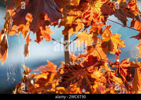 Orange maple leaves in evening sunlight day in foreground and blue blurry background with spider web. No people, close up, macro shot. Horizontal phot Stock Photo