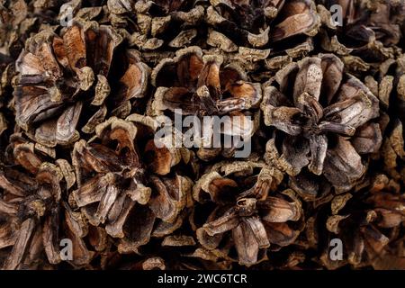 Brown pine cones macro, close up texture of a pine cones surface. Full frame Christmas background. Stock Photo