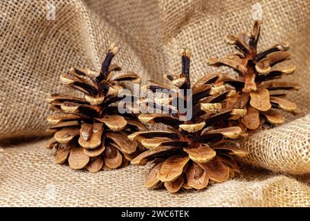 Three brown pine cones, on sackcloth burlap background. Horizontal photo. Stock Photo