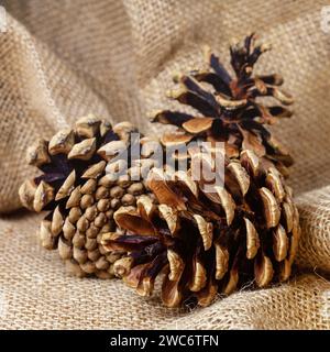 Three brown pine cones, on sackcloth burlap background. Square photo. Stock Photo