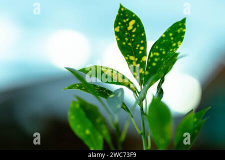 Aucuba japonica ‘Crotonifolia, ' Spotted Laurel' Stock Photo