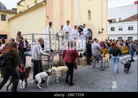 Celebration of San Antonio Abad day with the blessing of the animals by the priests in the street in front of the church, in Alginet, Valencia, Spain Stock Photo