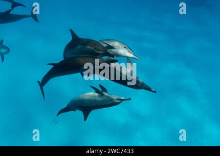 Intelligent and playful Red Sea Spinner dolphins, Stenella longirostris, swim in clear blue tropical waters Stock Photo