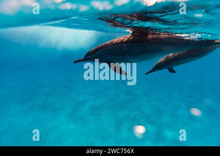 Intelligent and playful Red Sea Spinner dolphins, Stenella longirostris, swim in clear blue tropical waters Stock Photo