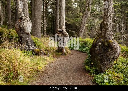 WA25037-00...WASHINGTON - Large burls on Sitka spruce trees on the Spruce Burl Trail on the coastal trail at Beach 1 in Olympic National Park. Stock Photo