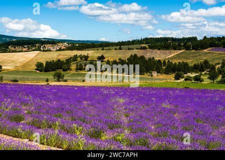 Lavender field near Sault in Vaucluse, France Stock Photo