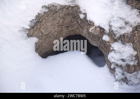 The hollow in the old tree, winter forest. Bird nest, housing for squirrels. Serves nest for birds and shelter for animals. Selective focus, shallow d Stock Photo