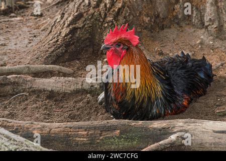 rooster with red crest and beard lying on ground Stock Photo