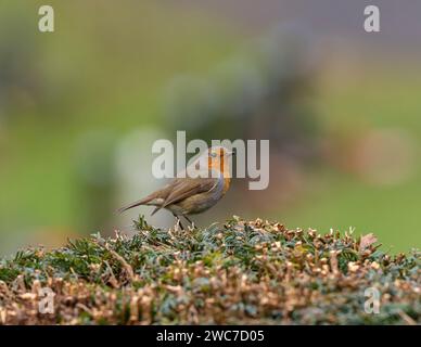 European Robin (Erithacus rubecula) at Cemetery. Bridgnorth Cemetery, Shropshire, England Stock Photo