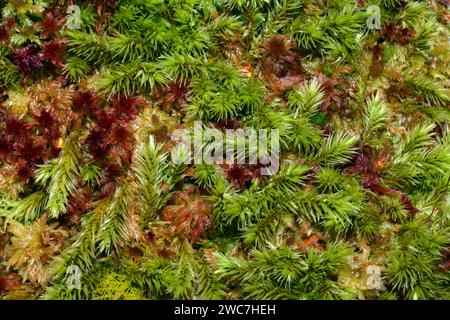 Here the moss Aulacomnium palustre is growing amongst Sphagnum moss. Aulacomnium palustre has virtually a worldwide distribution. Stock Photo