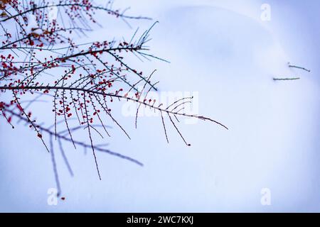 Bush with red berries in a snowdrift. Winter Winter scene. Selective Focus. Stock Photo