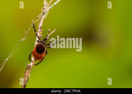 Deer Tick Questing - Ixodes scapularis Stock Photo