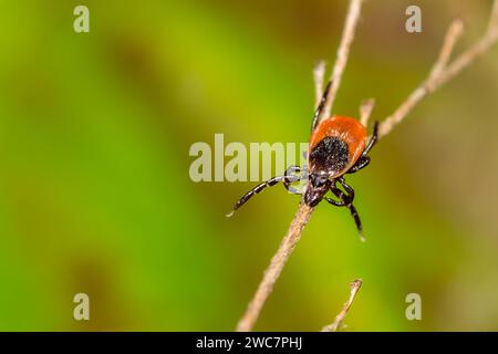 Deer Tick Questing - Ixodes scapularis Stock Photo