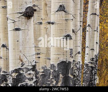 Close up of the textures on aspen tree trunk in Rocky Mountain National Park in Colorado Stock Photo