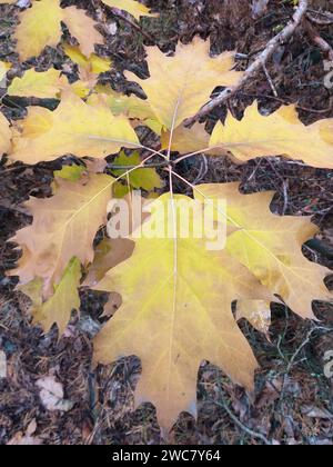 young oak tree in the autumn forest Stock Photo