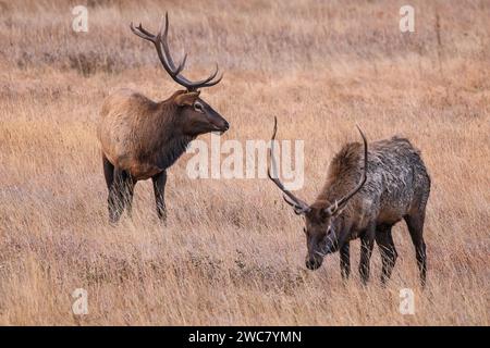 Pair of elk standing in field in Rocky Mountain National Park, Colorado Stock Photo