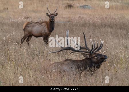 Large bull elk resting in field with younger bull standing behind in Rocky Mountain National Park, Colorado Stock Photo