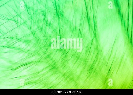 Blurred city park background. Trees with green leaves forest blur background. Stock Photo