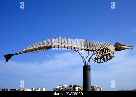 Preserved whale skeleton (Cuvier's beaked whale - ziphius caviostris) on display, El Cotillo, Fuerteventura, Canary Islands, Spain. Taken Nov 2023 Stock Photo