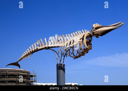 Preserved whale skeleton (Cuvier's beaked whale - ziphius caviostris) on display, El Cotillo, Fuerteventura, Canary Islands, Spain. Taken Nov 2023 Stock Photo