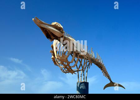 Preserved whale skeleton (Cuvier's beaked whale - ziphius caviostris) on display, El Cotillo, Fuerteventura, Canary Islands, Spain. Taken Nov 2023 Stock Photo