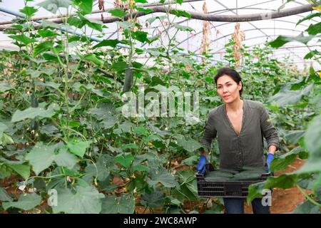 Female farmer carrying plastic box of cucumbers in greenhouse Stock Photo