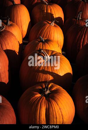 Rows of pumpkins in morning light Stock Photo