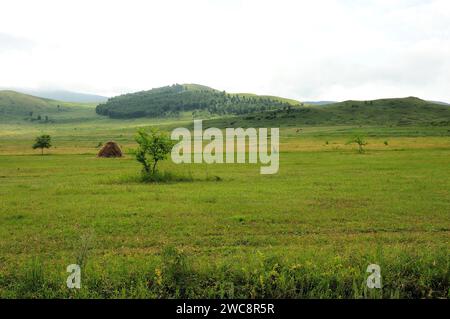Endless steppe with lonely trees and haystacks at the foot of high hills under a cloudy summer sky. Khakassia, Siberia, Russia. Stock Photo