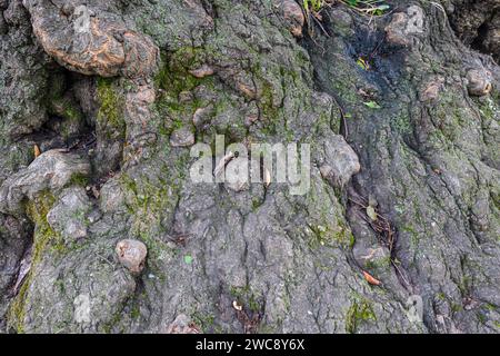 Closeup shows aged, weathered, knobby tree bark on a very old hardwood tree. Stock Photo