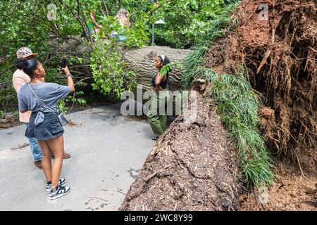 Atlanta, GA / USA - July 15, 2023: People take turns shooting smartphone photos in front of an enormous fallen tree that was uprooted during storm. Stock Photo