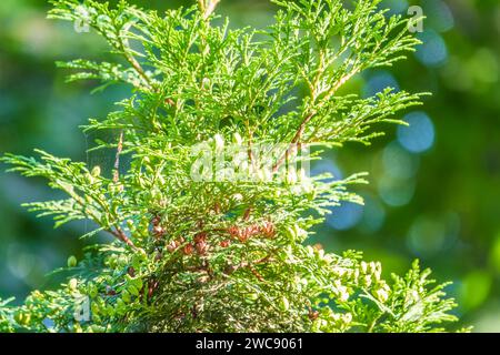 Thuja occidentalis green foliage. Green thuja tree branches, background. Thuja occidentalis, or eastern arborvitae close-up. texture background. Stock Photo