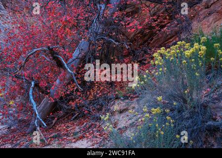 Colorful autumn Big-tooth Maple and Rabbitbrush in Zion National Park, Utah Stock Photo