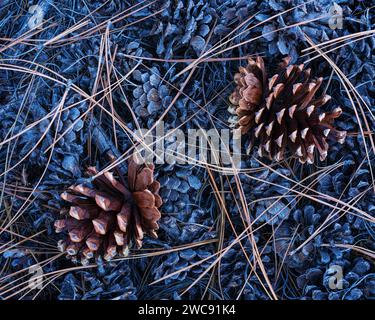 Pine cones and needles underneath a Ponderosa pine in Zion National Park, Utah Stock Photo