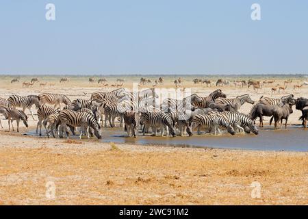 Herds of plains zebras, wildebeest and springbok at a waterhole, Etosha National Park, Namibia Stock Photo