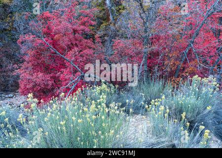 Colorful autumn Big-tooth Maple and Rabbitbrush in Zion National Park, Utah Stock Photo