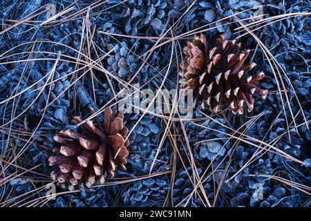 Pine cones and needles underneath a Ponderosa pine in Zion National Park, Utah Stock Photo